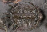 Two Beautiful, Uncommon Basseiarges Trilobite - Jorf, Morocco #347768-2